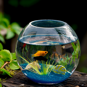 Dive into Beauty – Fish Accessories & Supplies