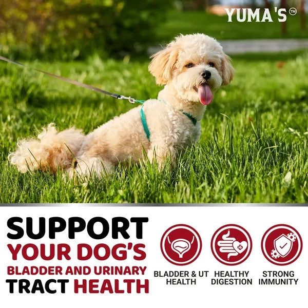 Cranberry UTI Treatment for Dogs - 170 Chews for Bladder Health