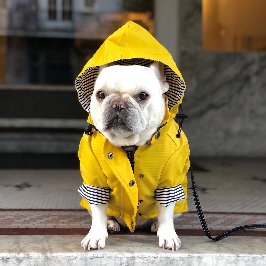 Windproof And Rainproof Pet Jacket