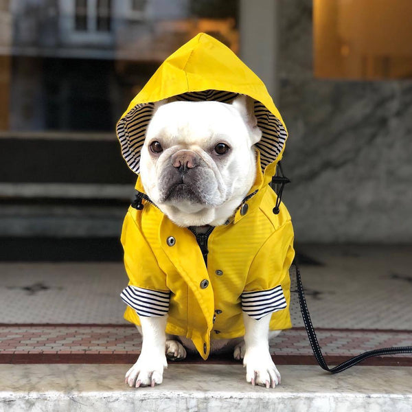Windproof And Rainproof Pet Jacket