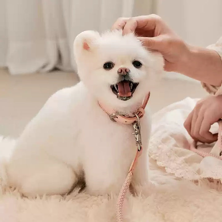 Dog Collar Leather Hand Holding Rope Leash