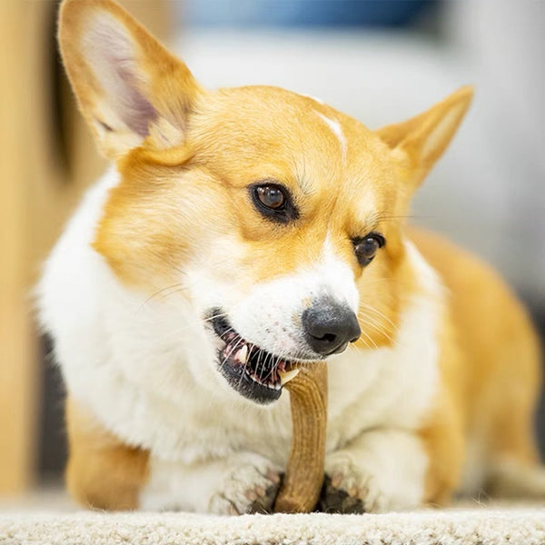 Pine Wood Antler Tot for Small And Medium-sized Dogs