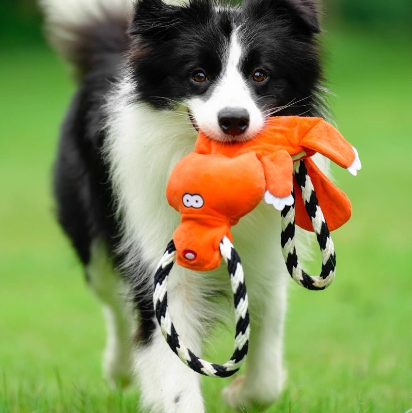 Bichon Medium Large Dog Molar Sound Toys - Drool Depot