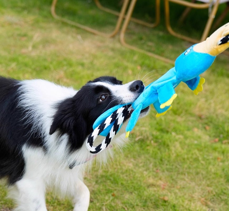 Bichon Medium Large Dog Molar Sound Toys - Drool Depot