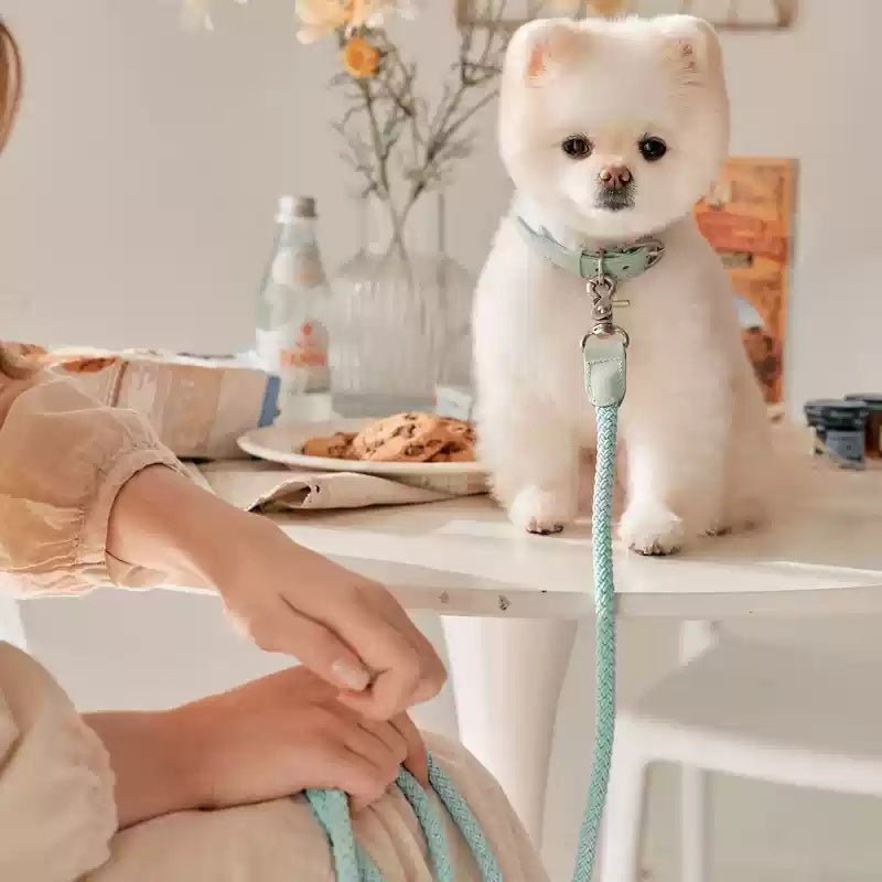 Dog Collar Leather Hand Holding Rope Leash - Drool Depot