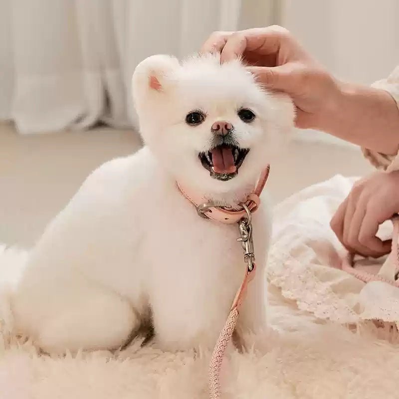 Dog Collar Leather Hand Holding Rope Leash - Drool Depot