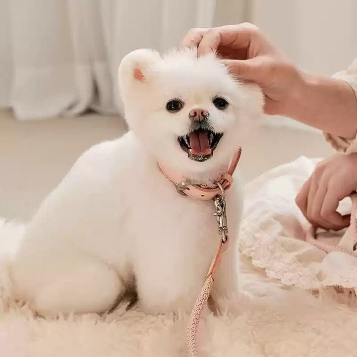 Dog Collar Leather Hand Holding Rope Leash - Drool Depot