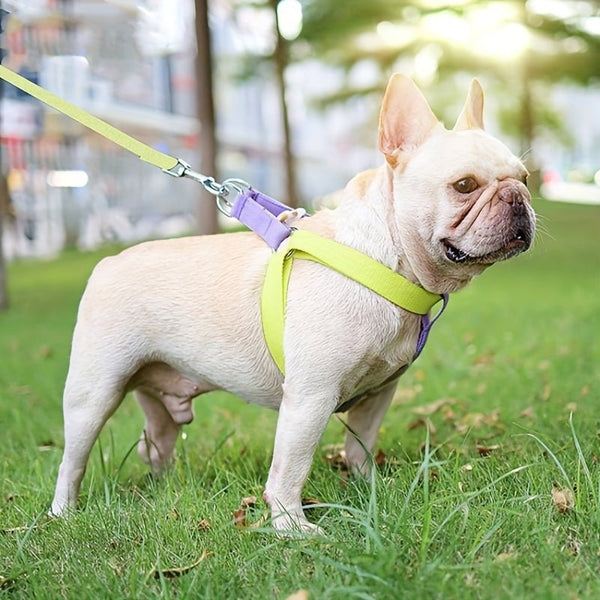Rainbow Colorblock Pet Leash Set - Drool Depot