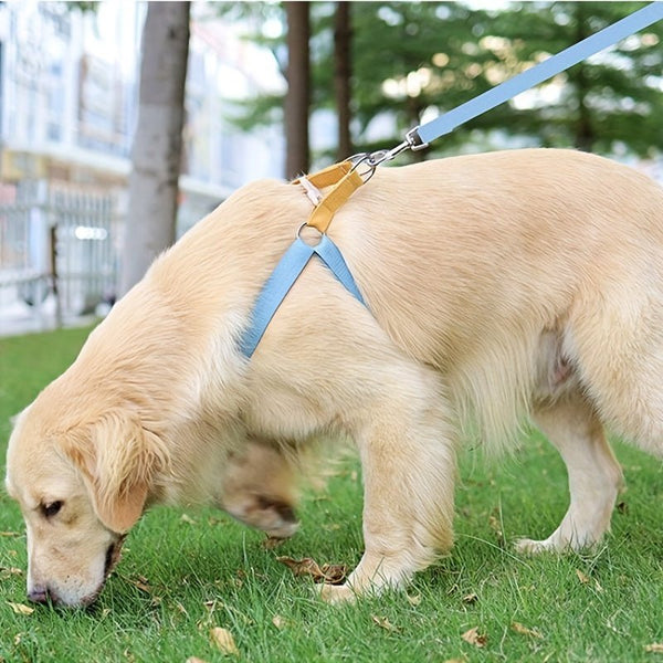 Rainbow Colorblock Pet Leash Set - Drool Depot