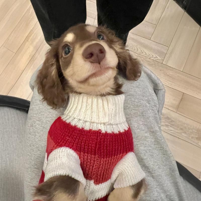 Sausage Dog Clothes Small Dog Cat Warm Thickened Sweater - Drool Depot