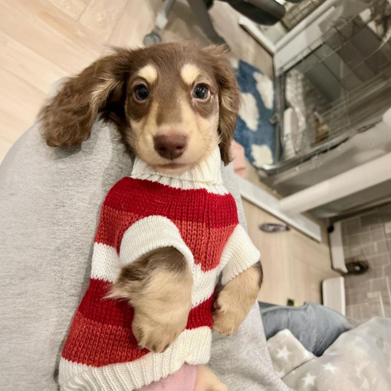 Sausage Dog Clothes Small Dog Cat Warm Thickened Sweater - Drool Depot