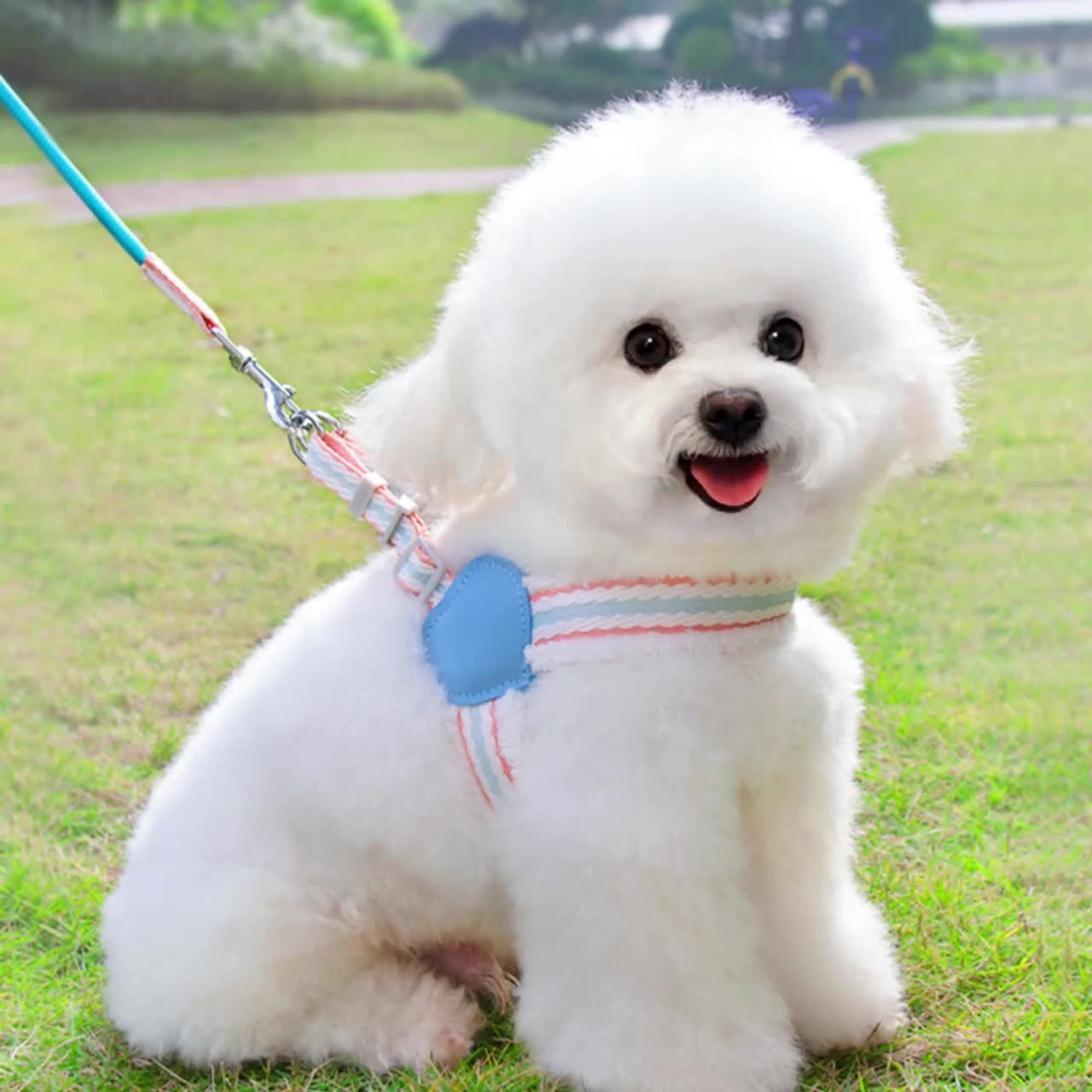Summer Breathable Corgi Walking Dog Leash - Drool Depot